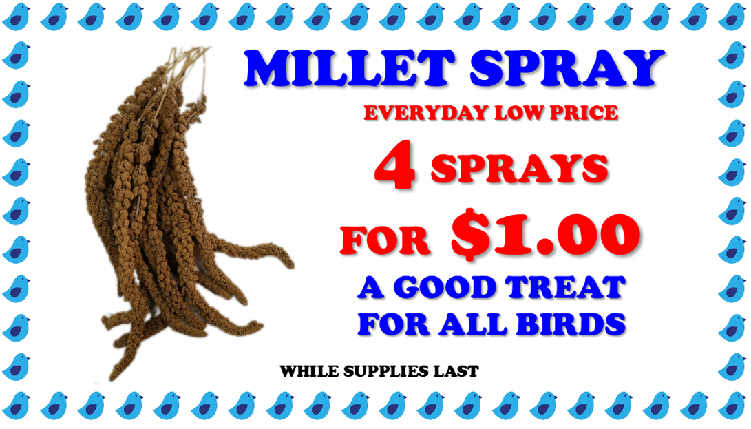 millet spray 4 spray bag treats bird sale coupon